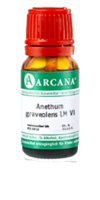 ANETHUM graveolens LM 6 Dilution